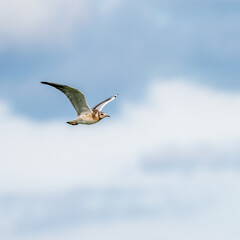 Young Black-headed gull in a flight