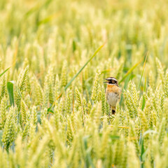 Whinchat posing in the field
