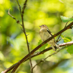 Young common chaffinch