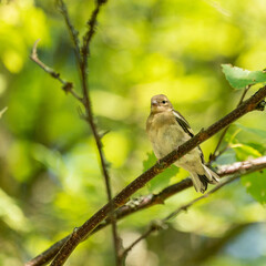 Young common chaffinch