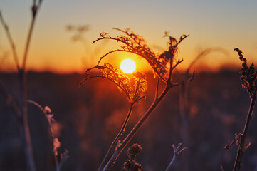 Sonnenuntergang im Feld