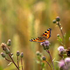 Small tortoiseshell