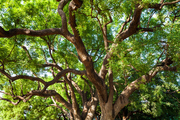Green natural background of Camphor trees in the park