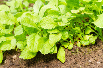Radishes grow in the garden in the summer in the greenhouse - 444405010