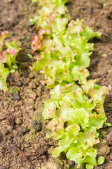 Lettuce leaves grow in the garden in the summer in the greenhouse - 444405021