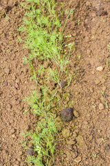Parsley grows in the garden in the summer in the greenhouse - 444405026
