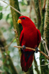 Red Australian king parrot in jungle portrait closeup
