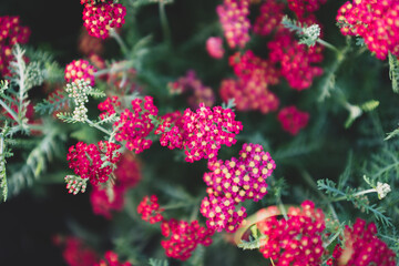 Yarrow common color is red velveteen. background,