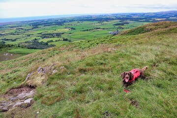 brown working cocker spaniel dog adventure hiking with view 