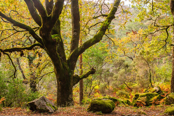 Old oak tree in autumnal forest