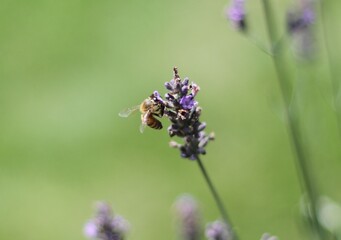 Honey Bee Gripping Lavender Flower While Feeding from the Left Side