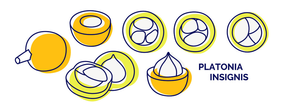 Vector illustration of Platonia insignis icon set. Tropical fruit whole and sliced. Collection of exotic fruit from outline and silhouette