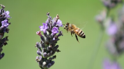 Honey Bee Approaching Lavender Flower in Bloom with Soft Green Background