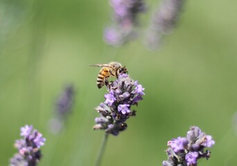 Honey Bee Collecting Nectar on Lavender Bloom Surrounded by Soft Purple Flowers
