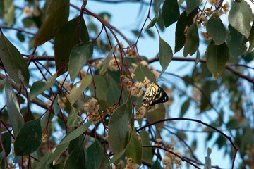 Cobar Australia, belenois java the caper white or common white butterfly feeding on a eucalyptus...