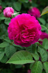Fototapeta premium Peony flower close-up