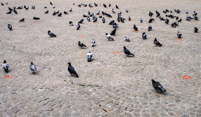 Op de Dam in Amsterdam bevinden zich veel duiven die afkomen op voerende toertisten en de kruimels die deze achterlaten