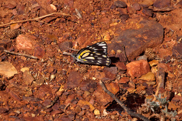 Cobar Australia, belenois java the caper white or common white butterfly on red rocky ground