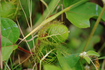 Close-up view of the Pitcher plant. Insectivorous Plant.
