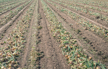 Fototapeta na wymiar Long converging rows with harvested onions drying on a Dutch field ready to be picked up mechanically for transport. The photo was taken in the province of North Brabant in the beginning of summer.