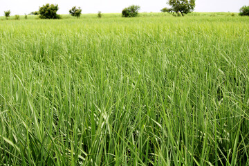 Close-up view of the Sugarcane farm.