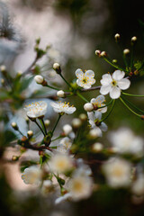 tree blossom