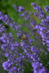 bee on lavender flower