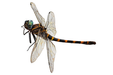 Libelle Nahaufnahme