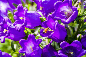 Close up of bees collecting nectar in the campanula medium