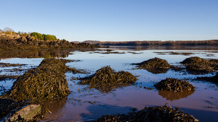 Clumps of seaweed and kelp on rocks at low tide on cold winter morning at sunrise © Jozef