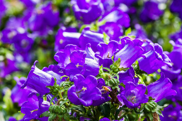 Close-up of bee collecting nectar in the campanula medium © BINGJHEN