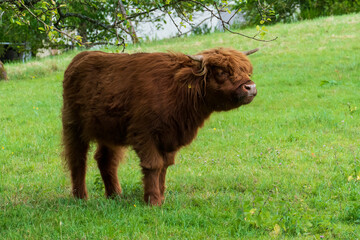 Schottisches Hochland Rind Highland Cattle auf einer Weide 