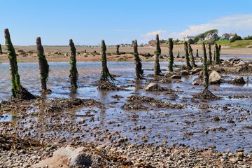 low tide beach posts covered in seaweed