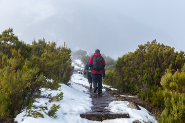 Fototapeta premium Three people hiking in Pico Ruivo footpath covered with snow in Santana, Madeira island