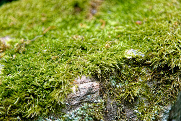 Lichens and mosses on a stone
