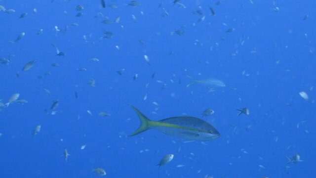 Seascape with Yellowtail Snapper, coral and sponge in coral reef of Caribbean Sea, Curacao