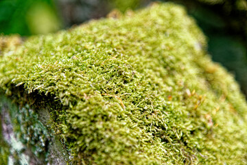 Lichens and mosses on a stone