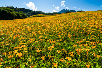 The view of beautiful daylilies in the Liushishi Mountain of Hualien, Taiwan, is one of the famous attractions in Hualien.