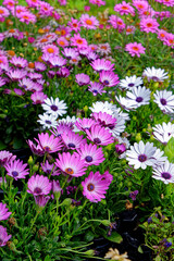 Closeup of purple flowers - African Daisies