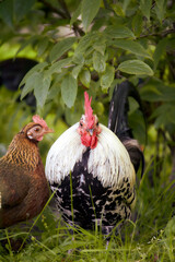 rooster with red comb and flock of chikens grazing on the green grass of village courtyard in summer sunny day