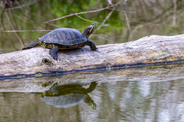 Painted Turtle