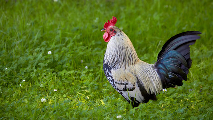 Feral cock on the island of Kauai, Hawaii.