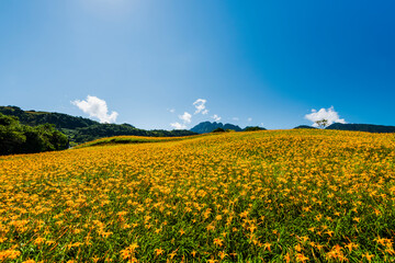 View of beautiful daylilies in the Liushishi Mountain of Hualien, Taiwan. it's one of the famous...