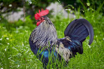 Feral cock on the island of Kauai, Hawaii.