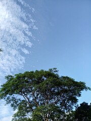 trees in the sky