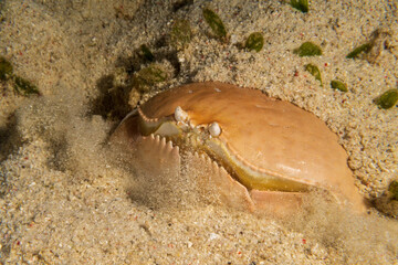 Giant Box Crab (Calappa calappa) burying itself in sand during a night dive at Padre Burgos Pier in...