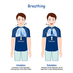 Breathing. Movement of rib cage during inspiration and expiration.