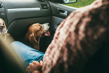 A purebred harrier dog is riding in a car. sitting at the feet of the owner