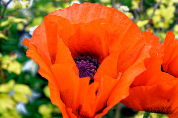 Close up shot of tender poppy red flower