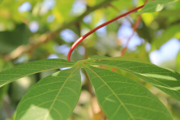 close up of green leaves